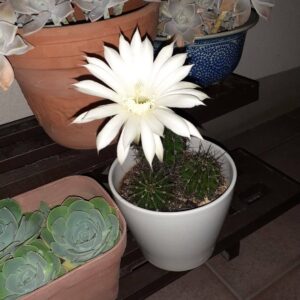 サボテンの花
