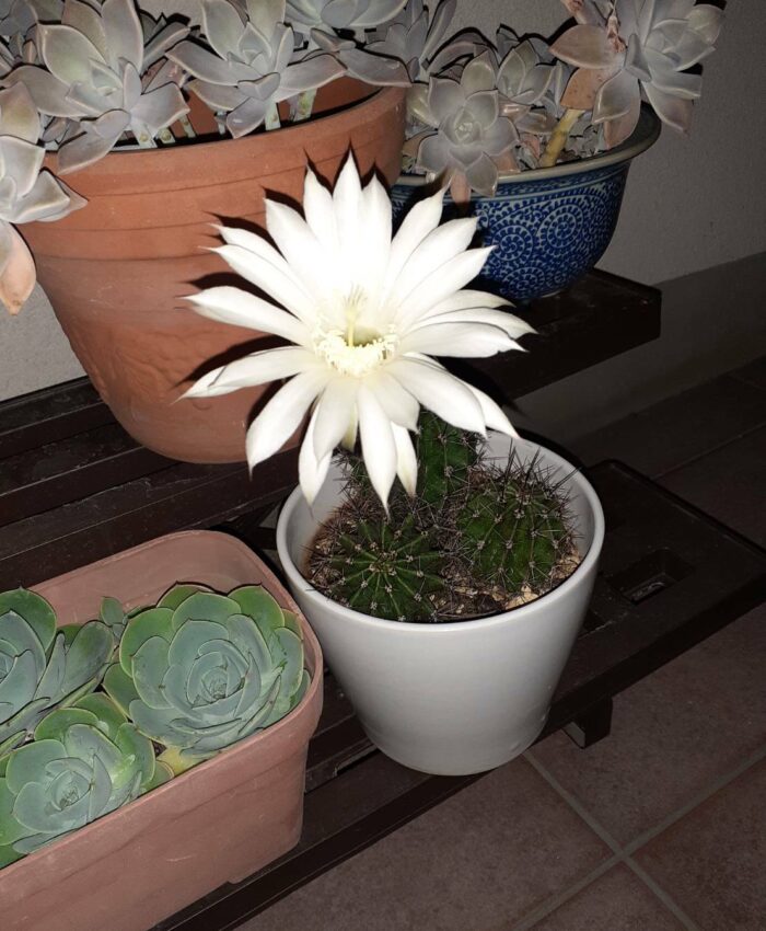サボテンの花