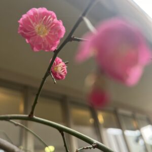 🌸暖かくなってきました🌸