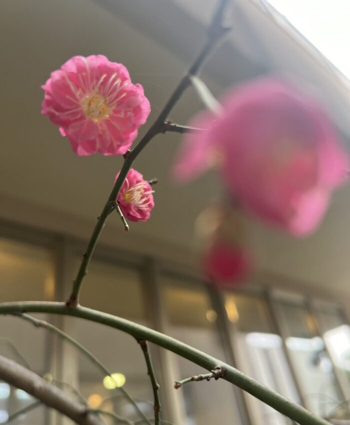 🌸暖かくなってきました🌸