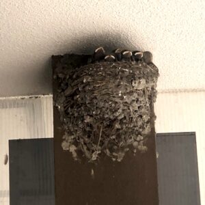 ツバメのひな