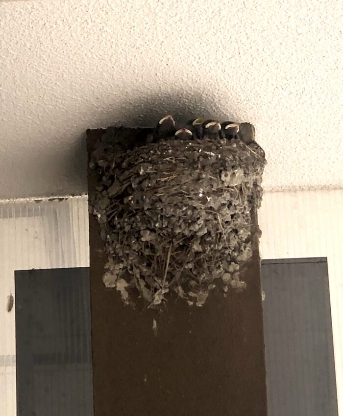 ツバメのひな