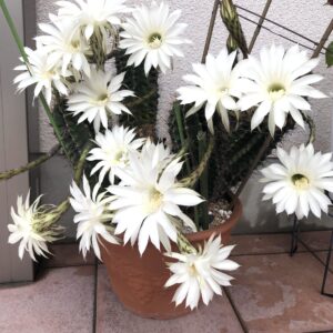 サボテンの花再び🌸