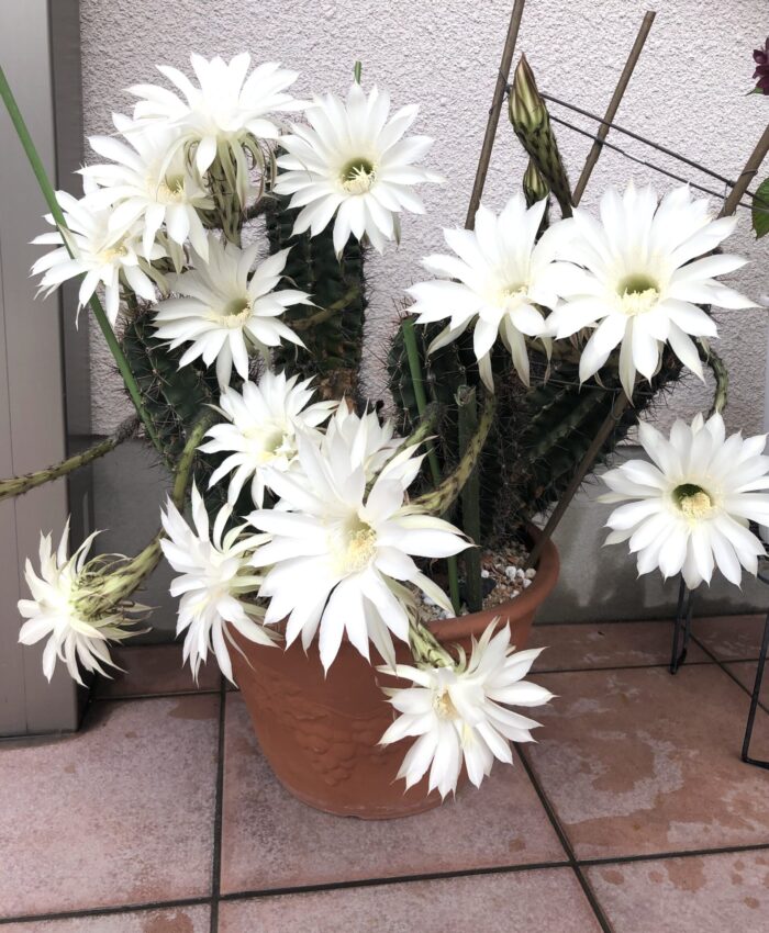 サボテンの花再び🌸